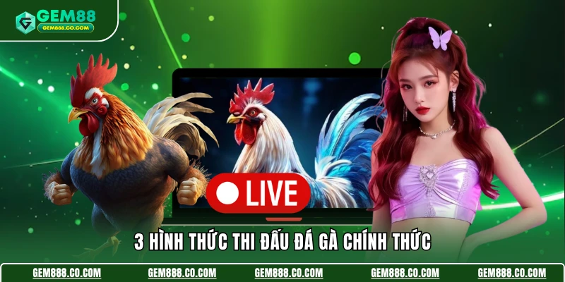 Đá Gà Thomo - Kịch Tính, Hấp Dẫn, Thưởng Siêu Khủng 3 3 hình thức thi đấu đá gà chính thức