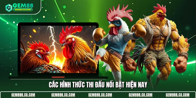 Đá Gà Gem88 3 Các hình thức thi đấu nổi bật hiện nay