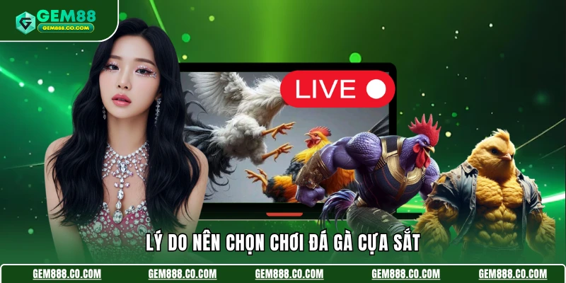 Đá Gà Cựa Sắt - Lựa Chọn Kích Thích Đáng Thử Số 1 Về Chọi Kê 3 Lý do nên chọn chơi đá gà cựa sắt