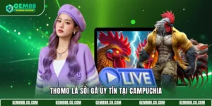 Thomo là sới gà uy tín tại Campuchia