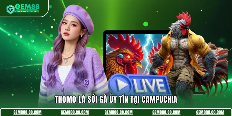 Đá Gà Thomo - Kịch Tính, Hấp Dẫn, Thưởng Siêu Khủng 3 Thomo là sới gà uy tín tại Campuchia